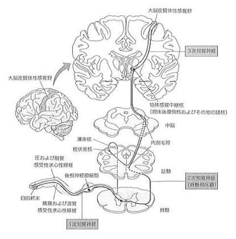 感覚神経路