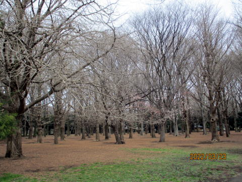 代々木公園１