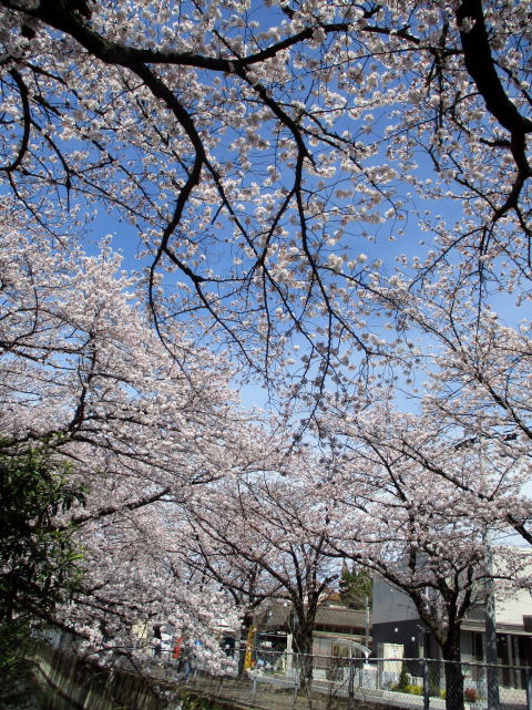 見沼桜１