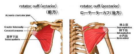 ローテーターカフ