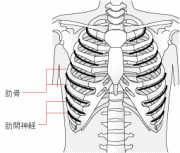 肋間神経