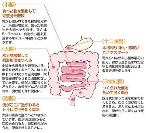 宿便 と は 下痢