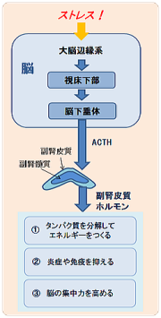 副腎皮質ホルモン