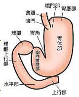 胃下垂について現代医学と中医学で解説 埼玉県川口市の石上鍼灸院