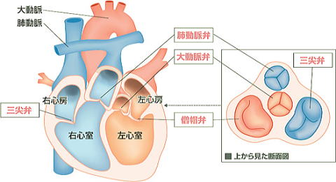 心臓弁