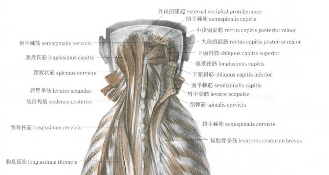 首深層解剖