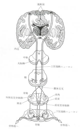 錘体路