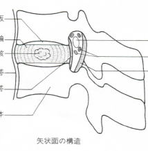 腰椎イラスト