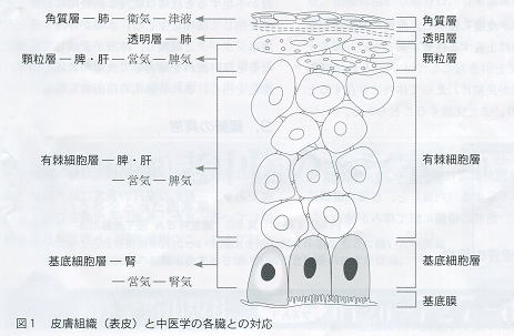 皮膚と中医学