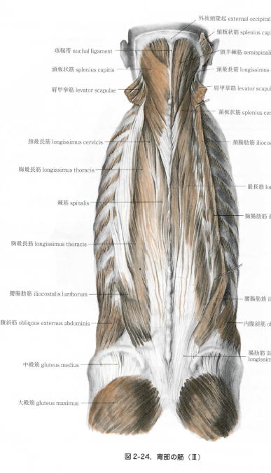 腰筋肉