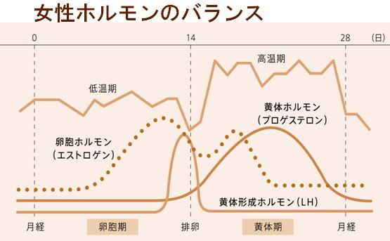 女性ホルモン