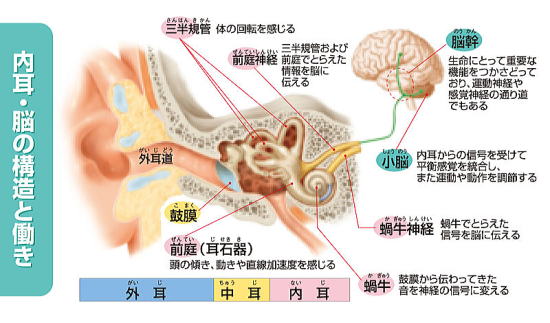 耳