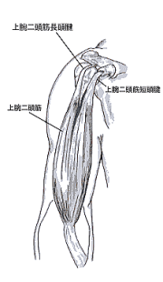 上腕二頭筋